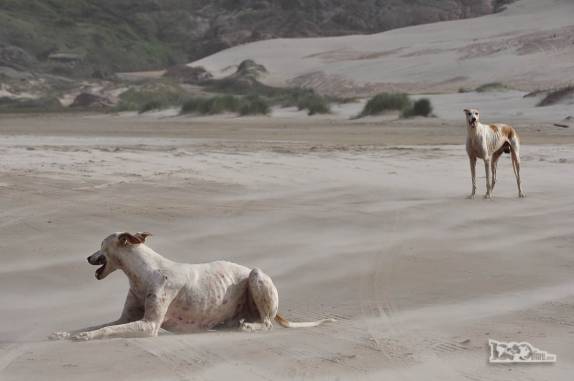 Nossos únicos companheiros na Praia da Galheta, no Farol de Santa Marta, litoral sul de Santa Catarina